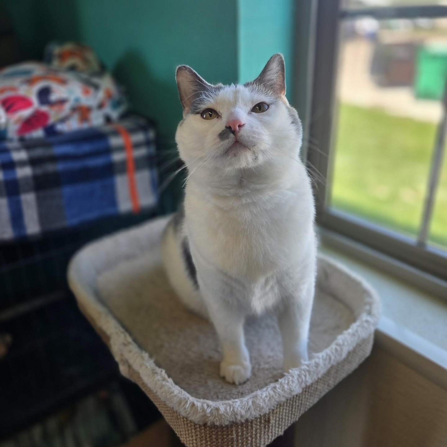 Lilith, ADOPTABLE, Adult Female Domestic Short Hair.