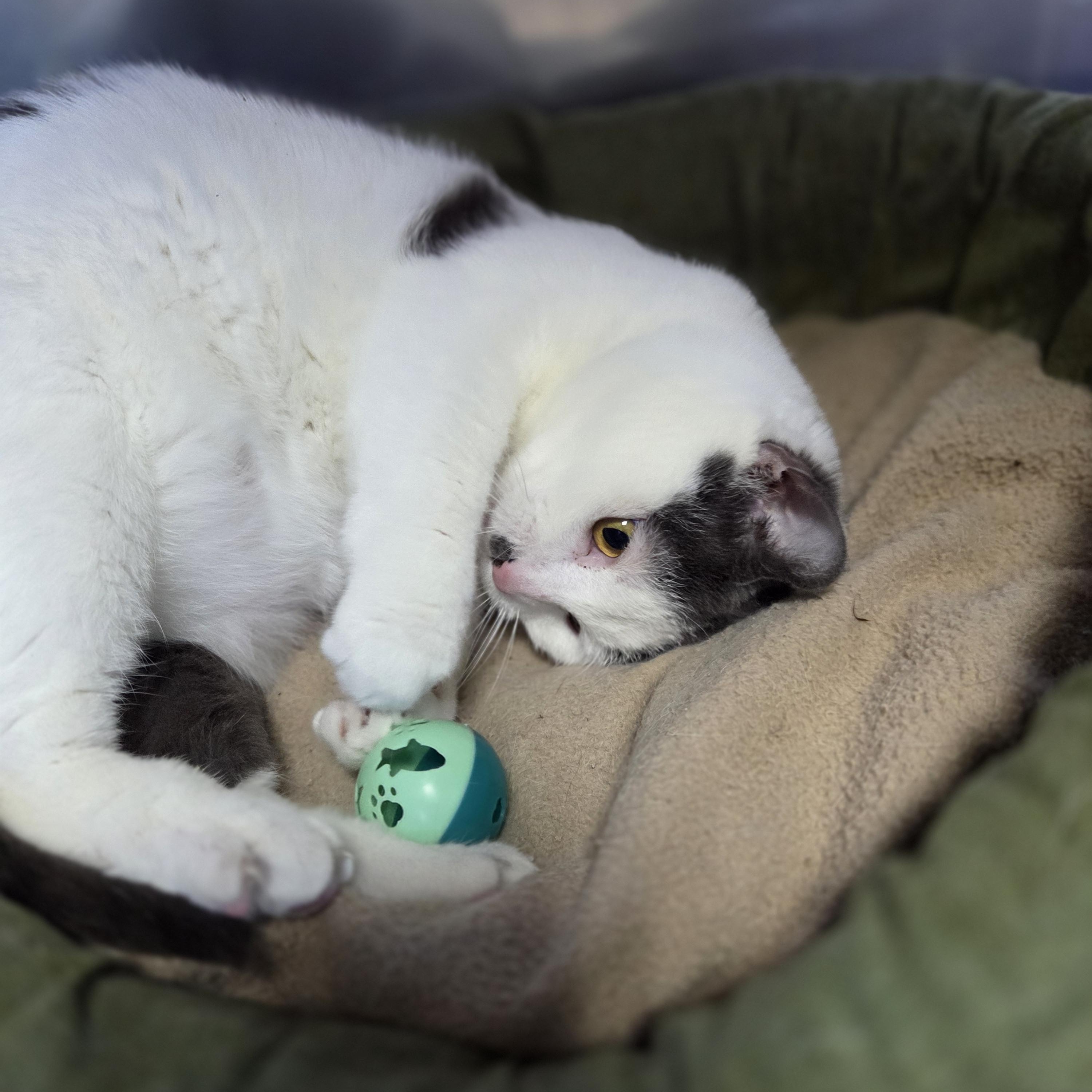 Enlarge Lilith, a ADOPTABLE Domestic Short Hair in Brookings, SD image 2/4