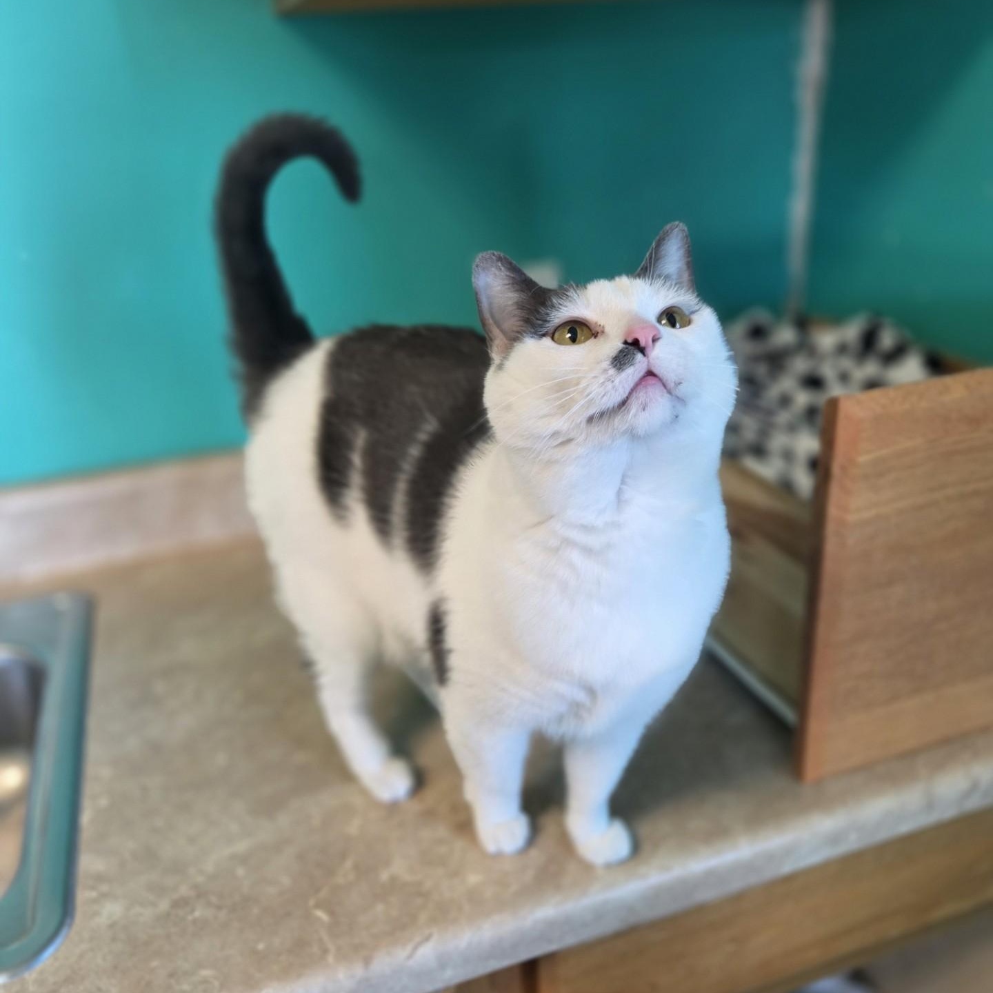 Lilith, a ADOPTABLE Domestic Short Hair in Brookings, SD image 2/3