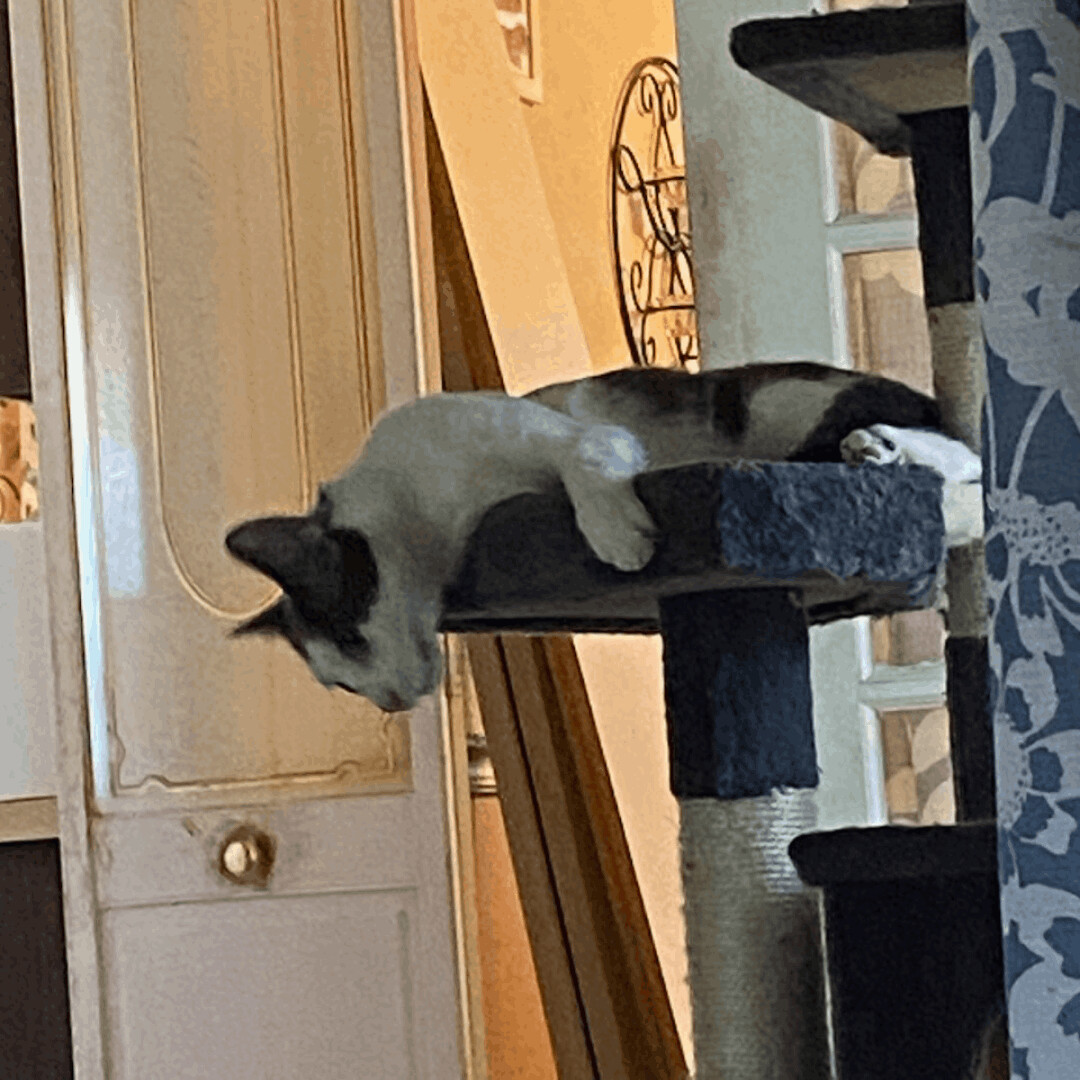 Kyle, Adoptable, Young Male Domestic Short Hair & Tabby.