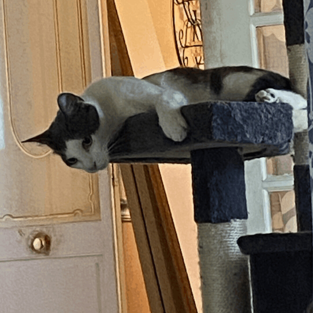 Kyle, a Adoptable mixed breed in Dallas, TX image 2/6