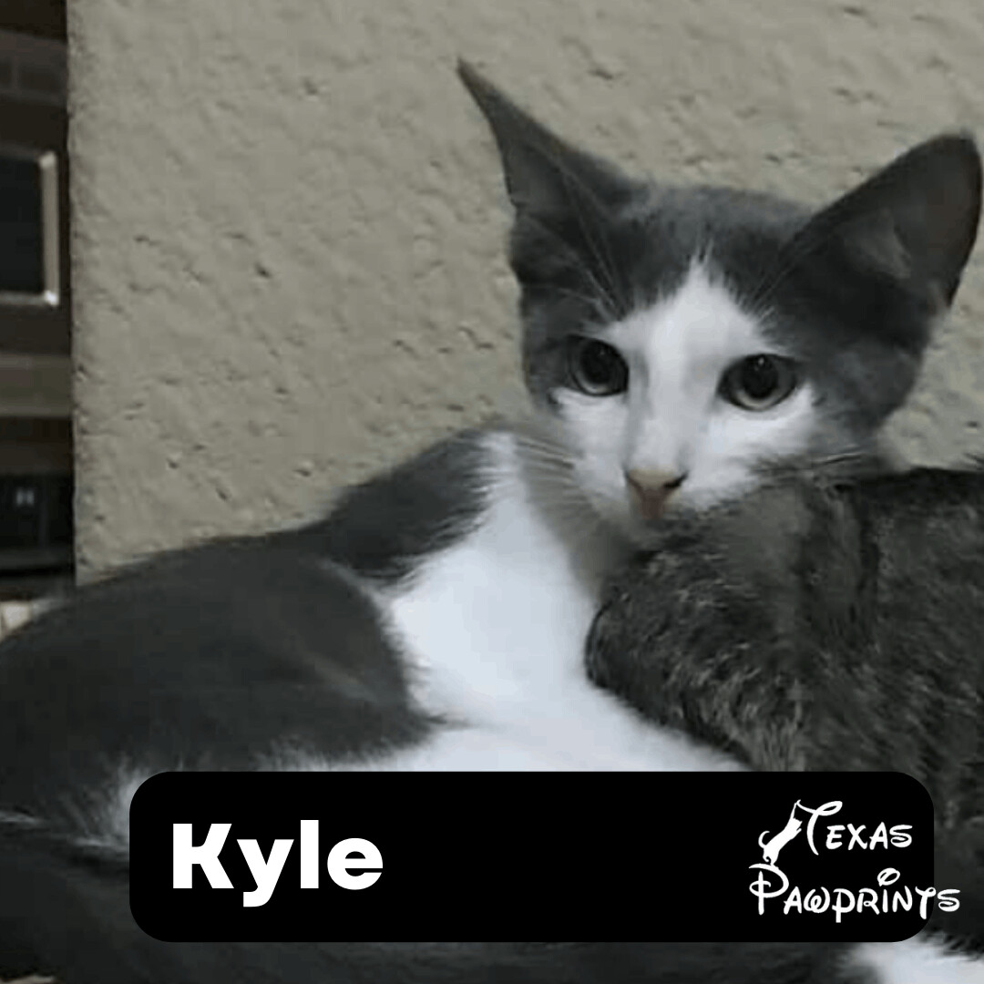 Kyle, a Adoptable mixed breed in Dallas, TX image 3/6