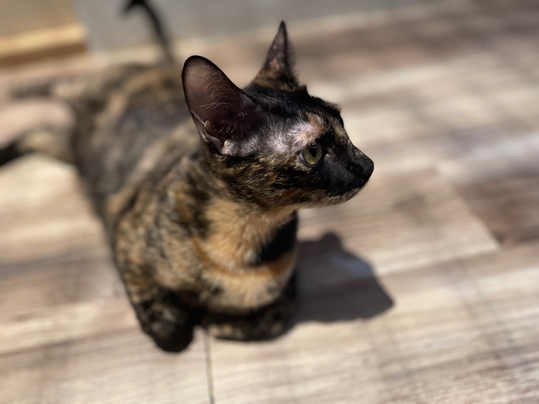Freya, a Adoptable Tortoiseshell in Pomona, CA image 1/4