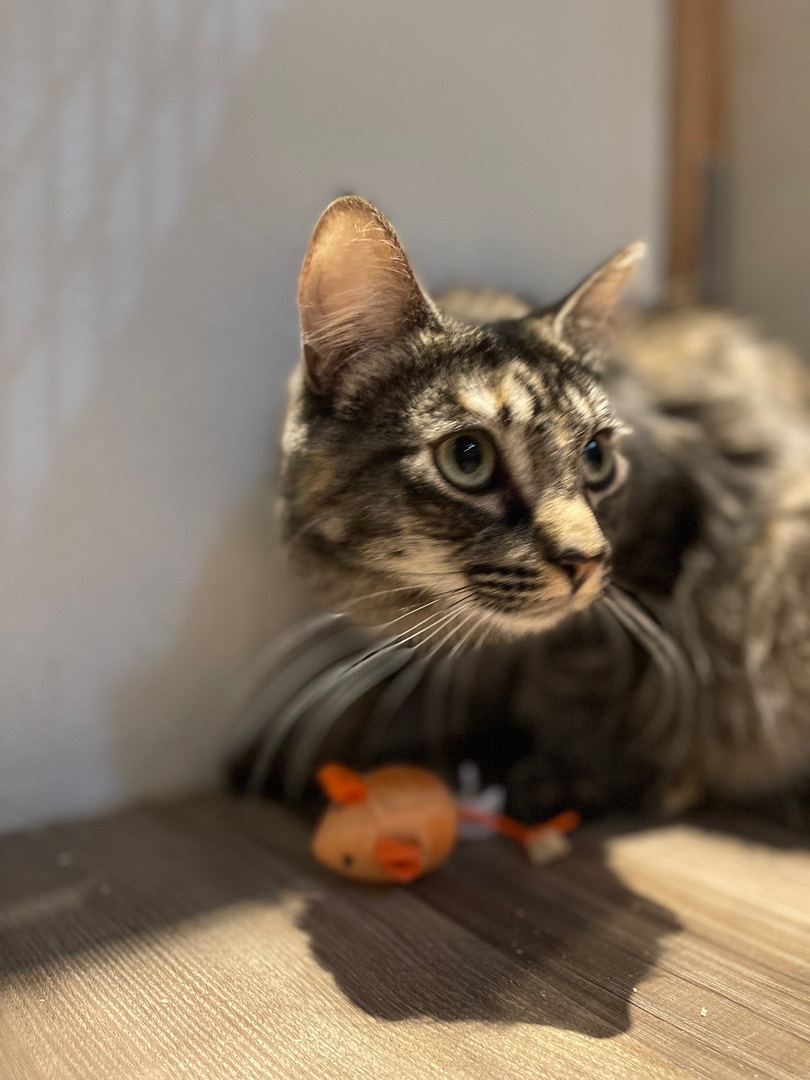 Freya, a Adoptable Tortoiseshell in Pomona, CA image 2/4