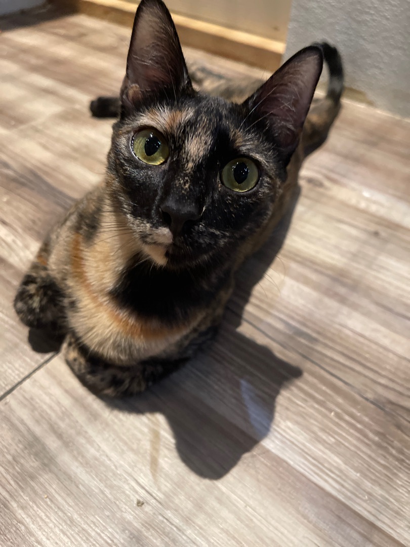 Freya, a Adoptable Tortoiseshell in Pomona, CA image 3/4