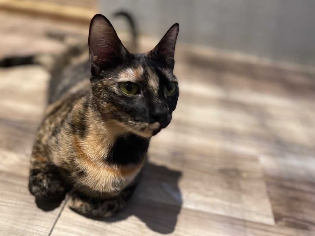 Freya, a Adoptable Tortoiseshell in Pomona, CA image 4/4