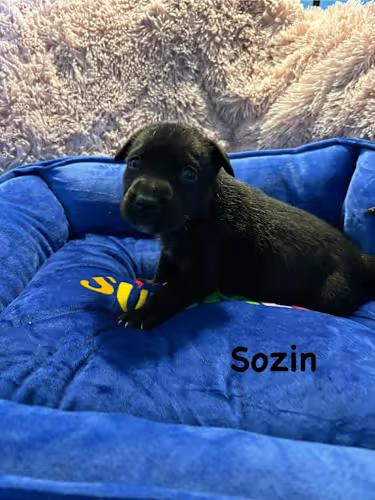 Sozin