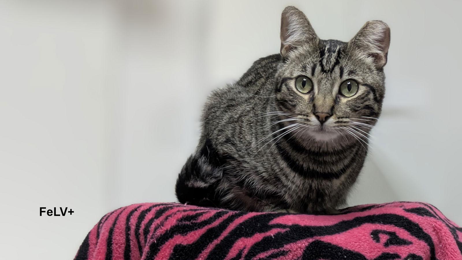 Enlarge Bruno, a Adoptable Domestic Short Hair in Santa Rosa, CA image 3/3