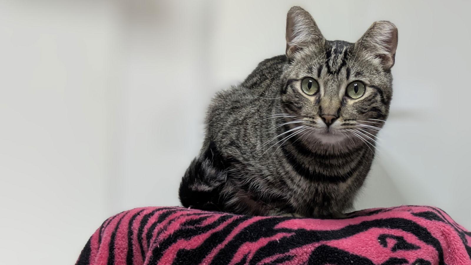Enlarge Bruno, a Adoptable Domestic Short Hair in Santa Rosa, CA image 2/3