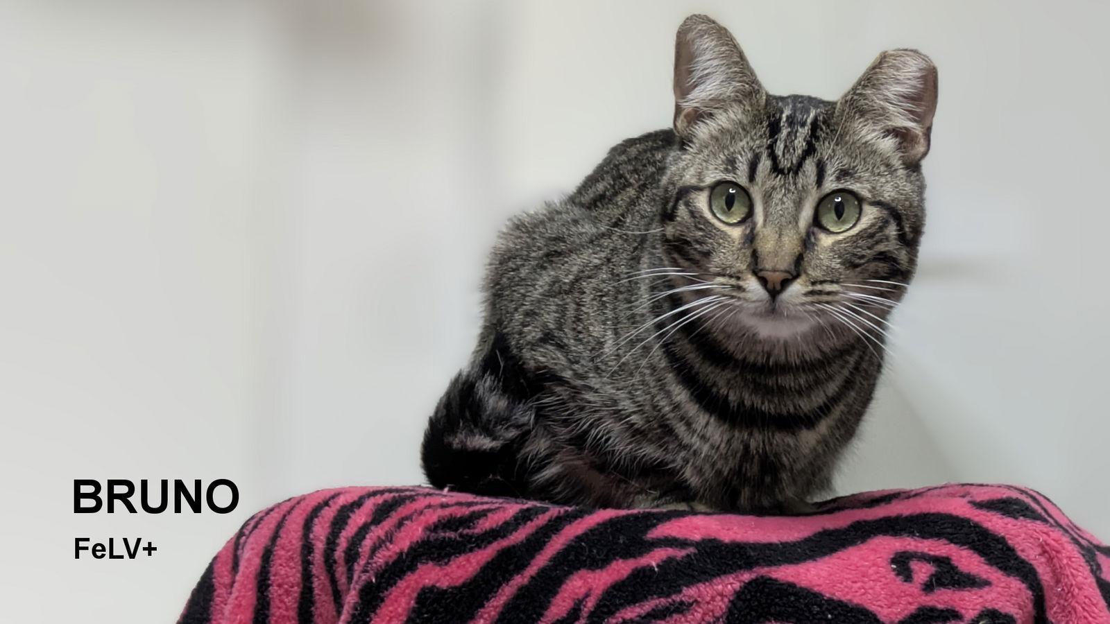 Bruno, Adoptable, Young Male Domestic Short Hair.