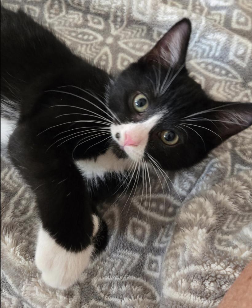 Teletubbies: Po, Adoptable, Kitten Female Domestic Short Hair.