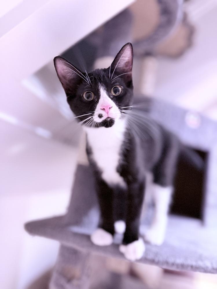 Teletubbies: Po, a Adoptable Domestic Short Hair in Warren, CT image 2/6