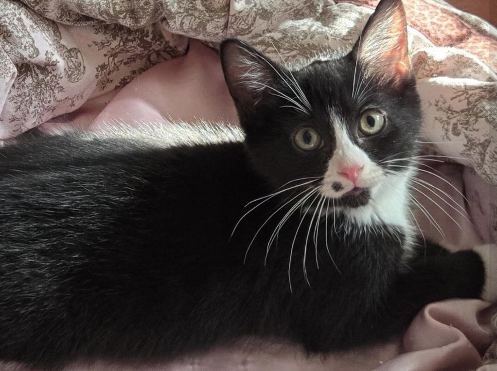 Teletubbies: Po, a Adoptable Domestic Short Hair in Warren, CT image 3/6