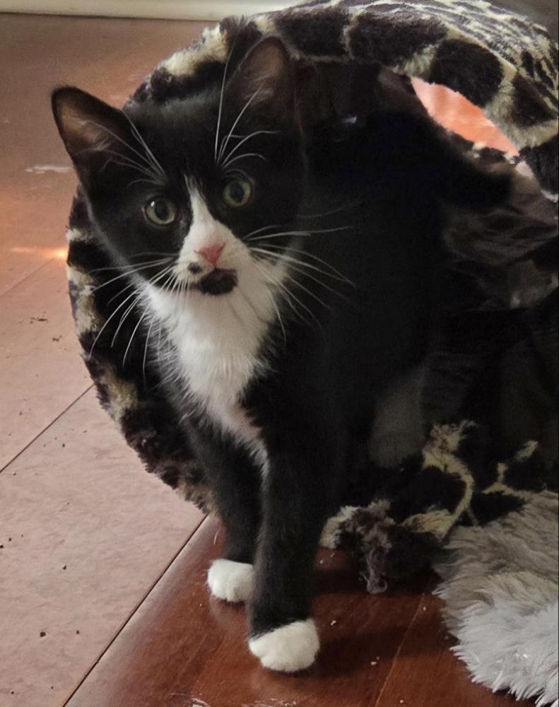 Teletubbies: Po, a Adoptable Domestic Short Hair in Warren, CT image 4/6