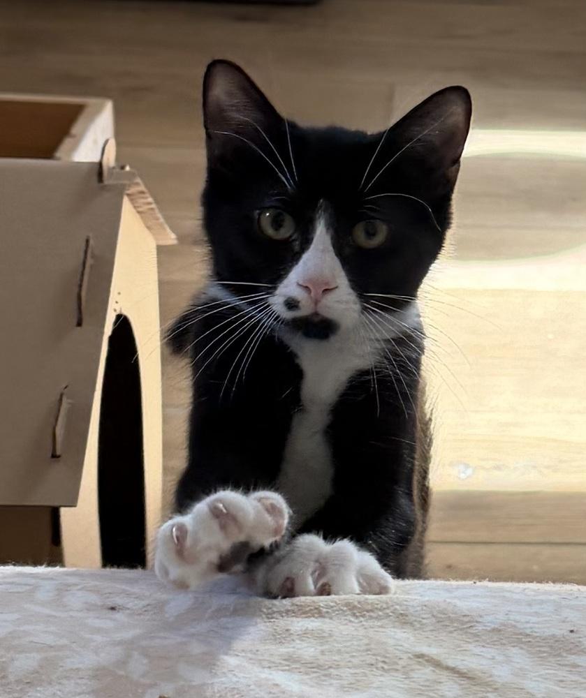 Teletubbies: Po, a Adoptable Domestic Short Hair in Warren, CT image 5/6