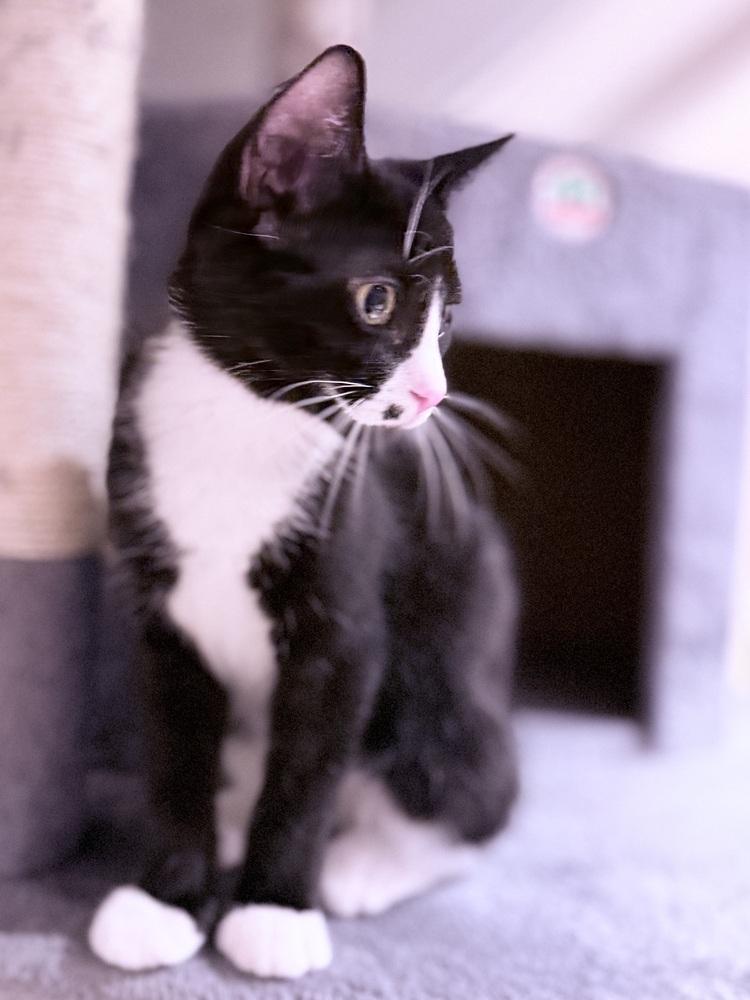 Teletubbies: Po, a Adoptable Domestic Short Hair in Warren, CT image 6/6