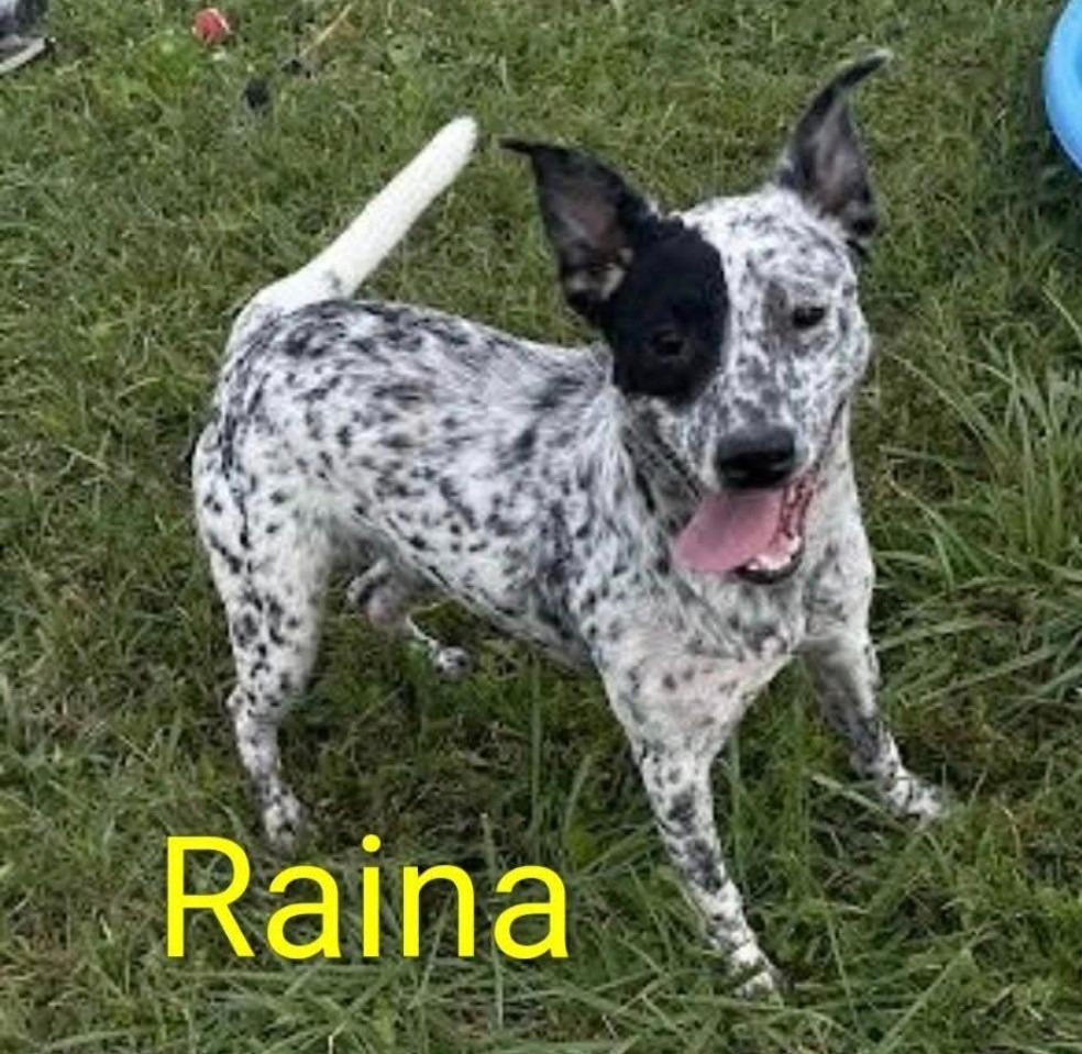 RAINA, Adopted, Young Female Australian Cattle Dog / Blue Heeler & Mixed Breed.