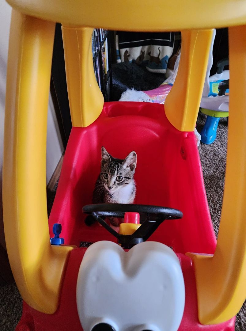 Pugsley, a Adopted mixed breed in Edgar, WI image 1/8