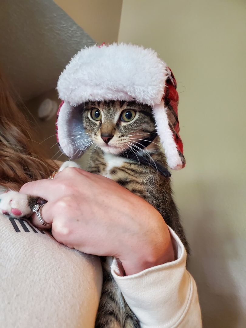 Pugsley, a Adopted mixed breed in Edgar, WI image 2/8