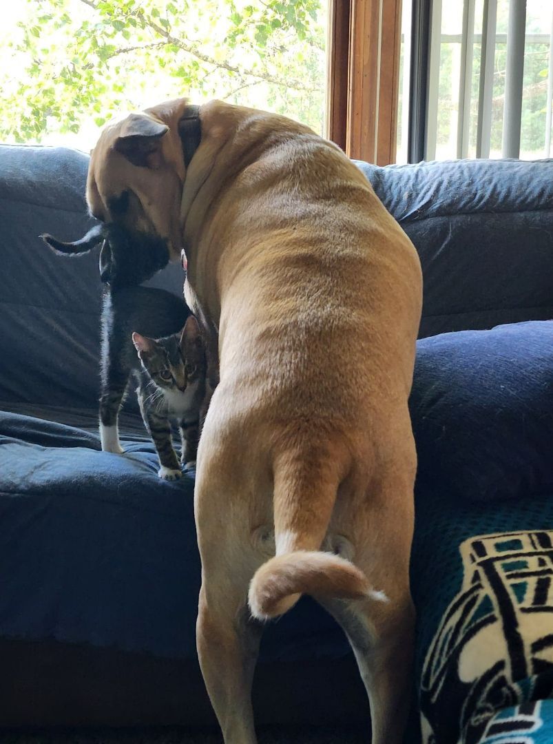 Pugsley, a Adopted mixed breed in Edgar, WI image 3/8