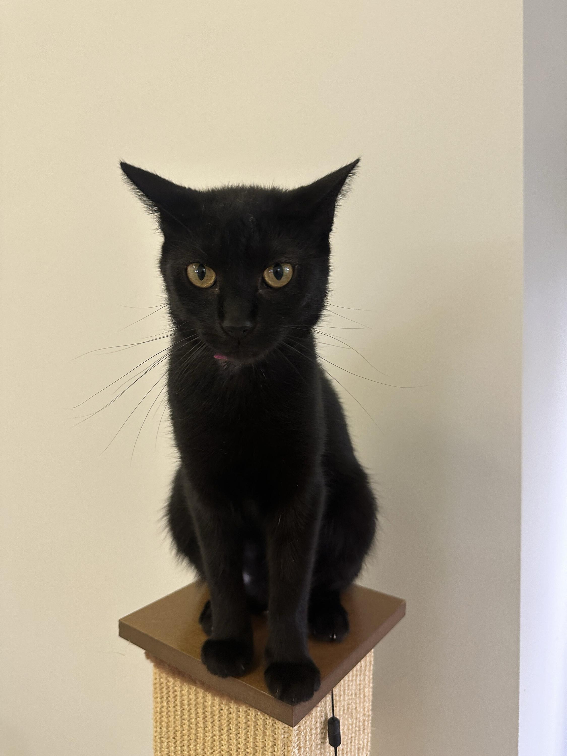 Enlarge Button, a Adoptable Domestic Short Hair in Branford, CT image 2/3