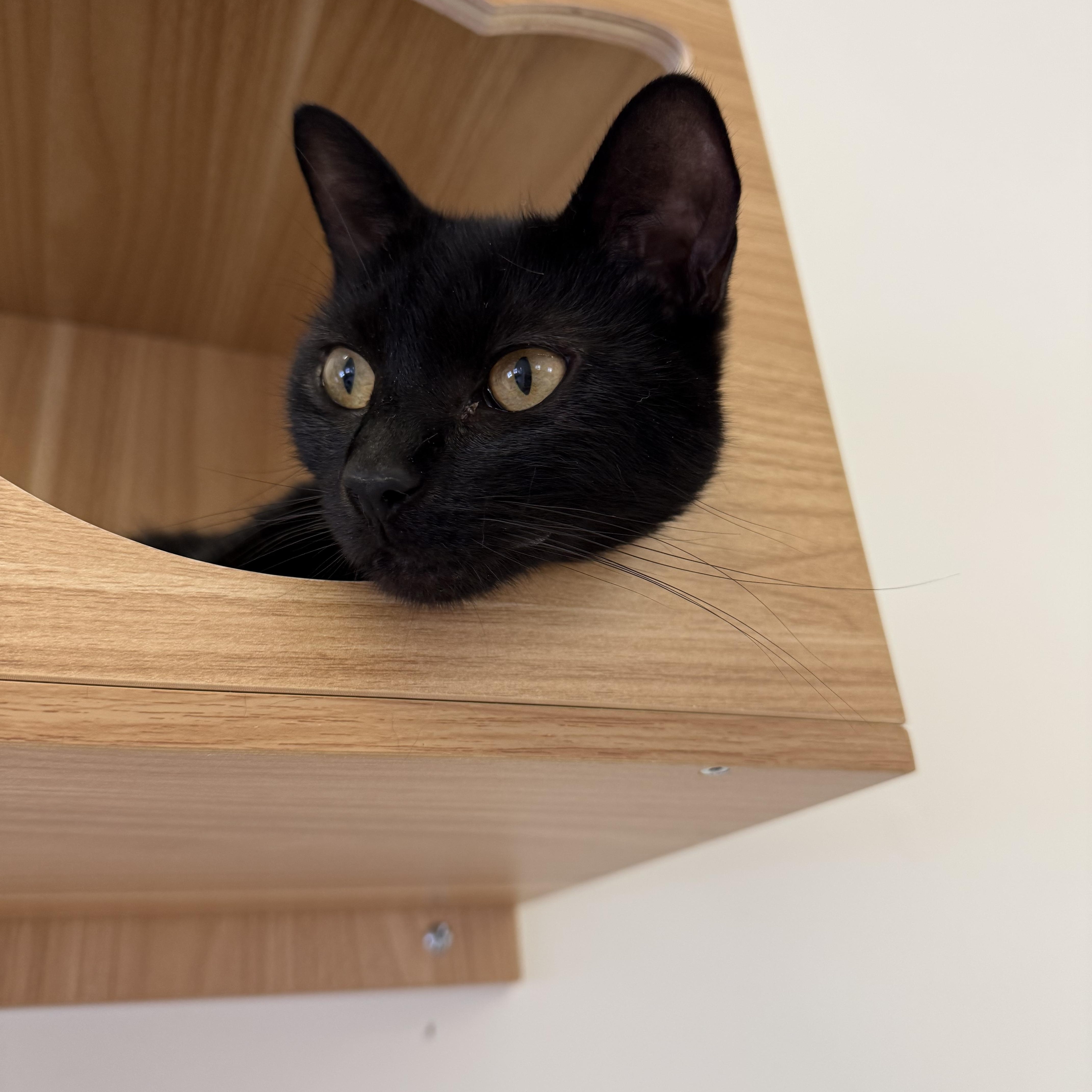 Enlarge Button, a Adoptable Domestic Short Hair in Branford, CT image 3/3