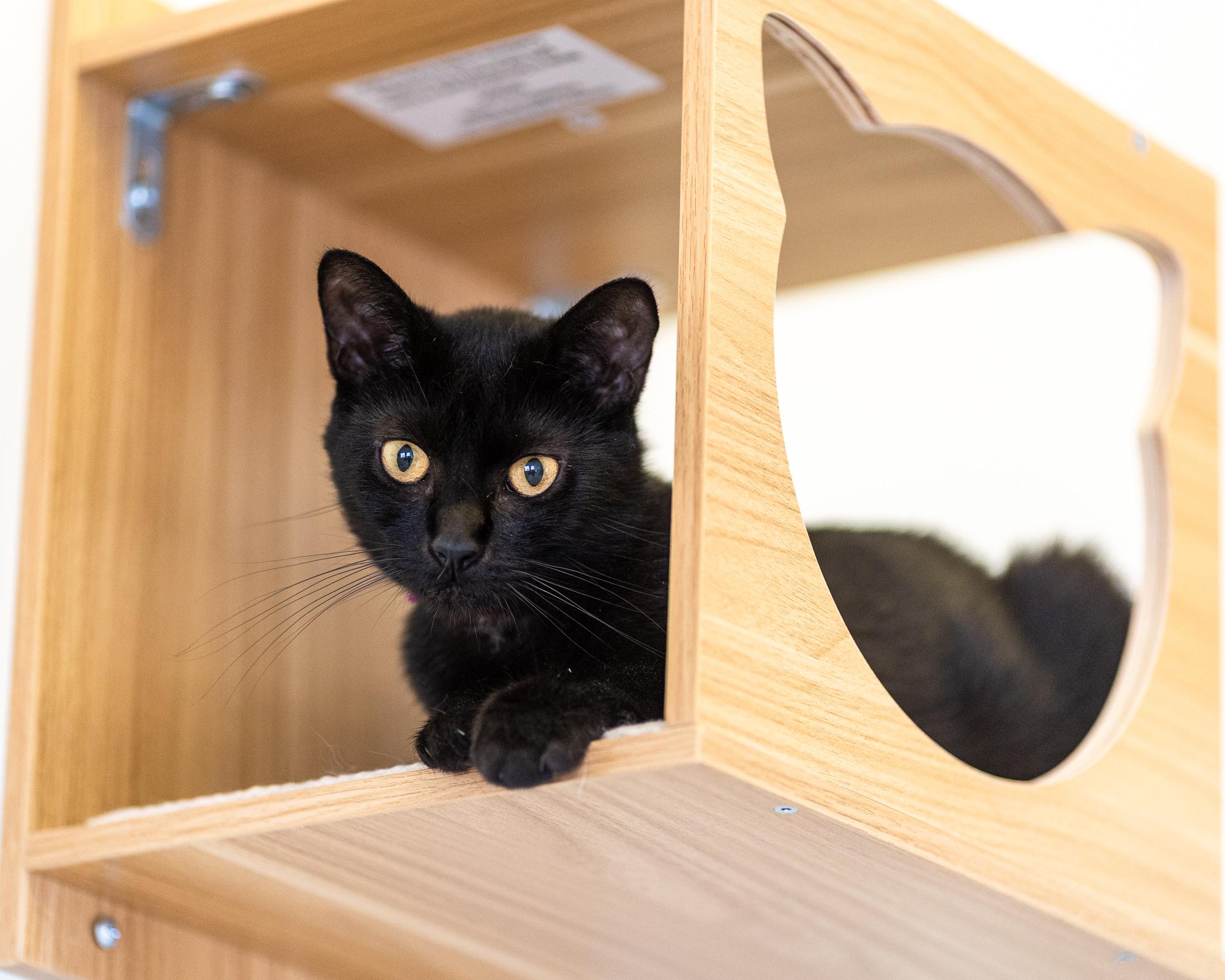 Enlarge Button, a Adoptable Domestic Short Hair in Branford, CT image 1/3