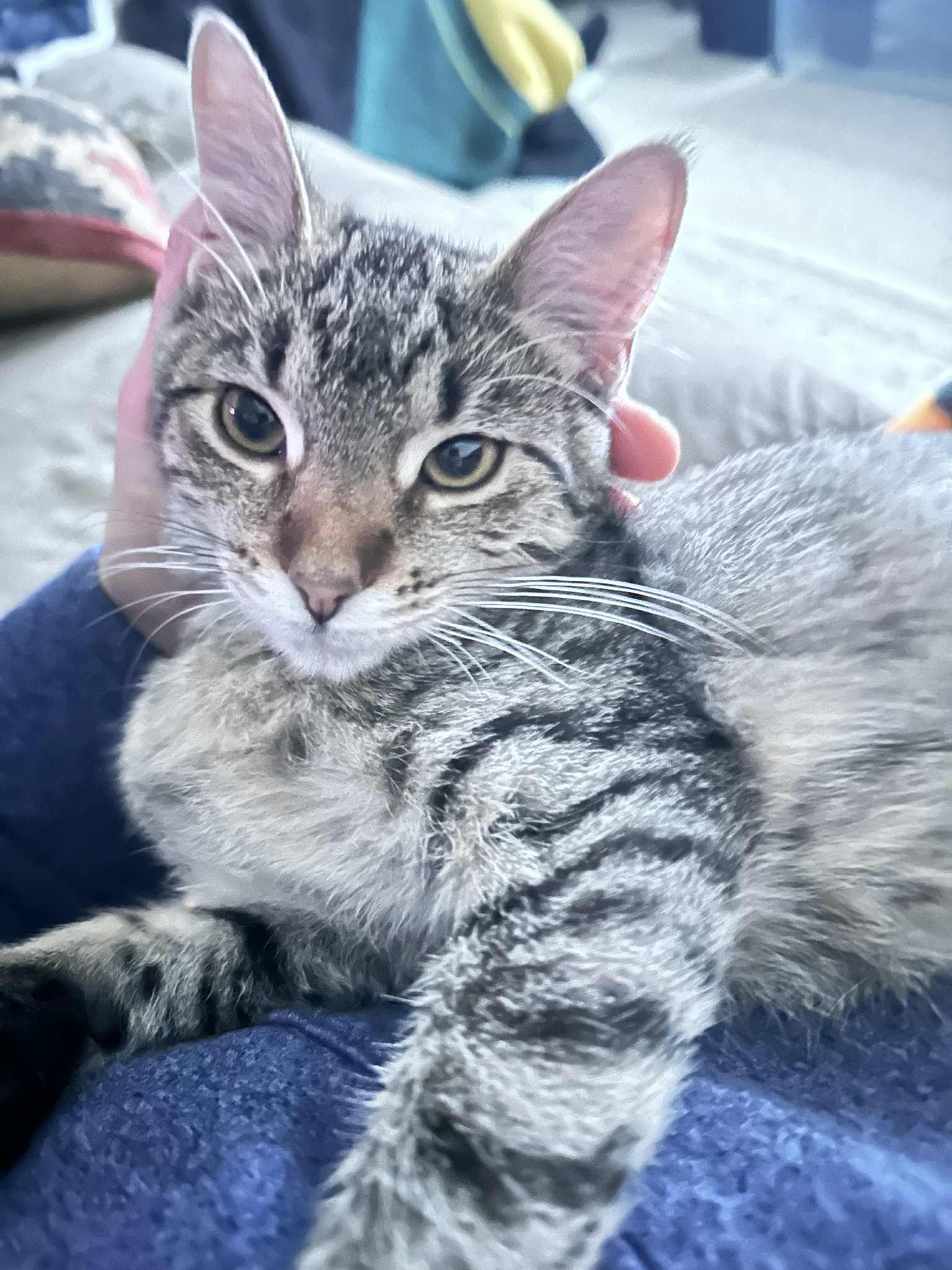 Spike, Adoptable, Young Female Domestic Short Hair.