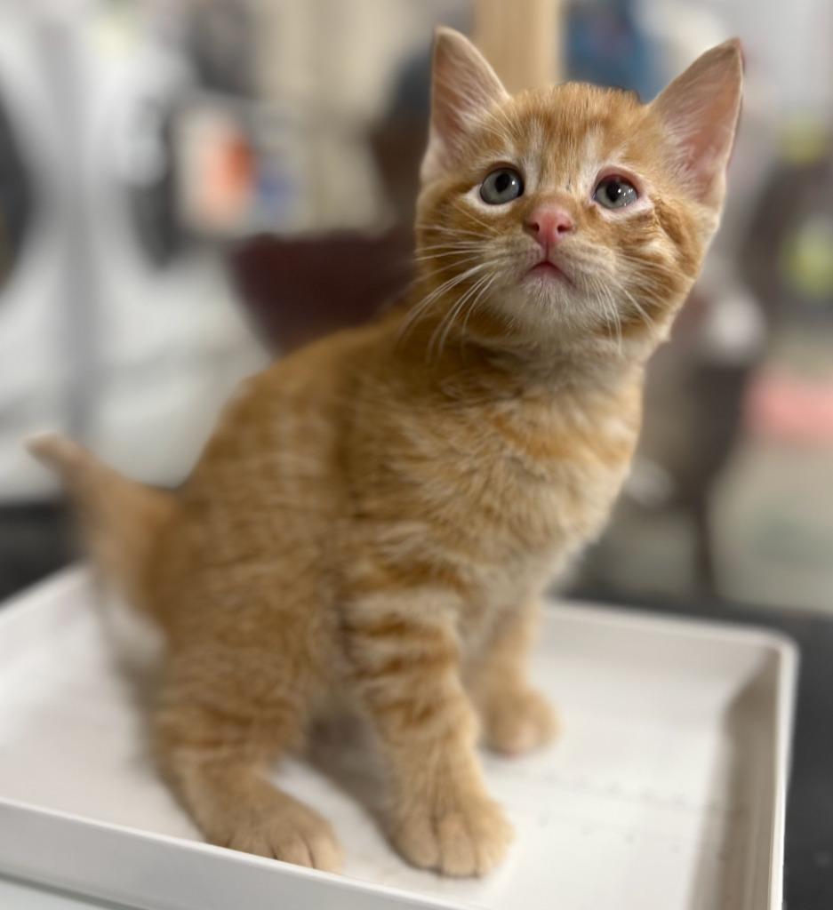 Trefoil, Adoptable, Kitten Male Domestic Short Hair.