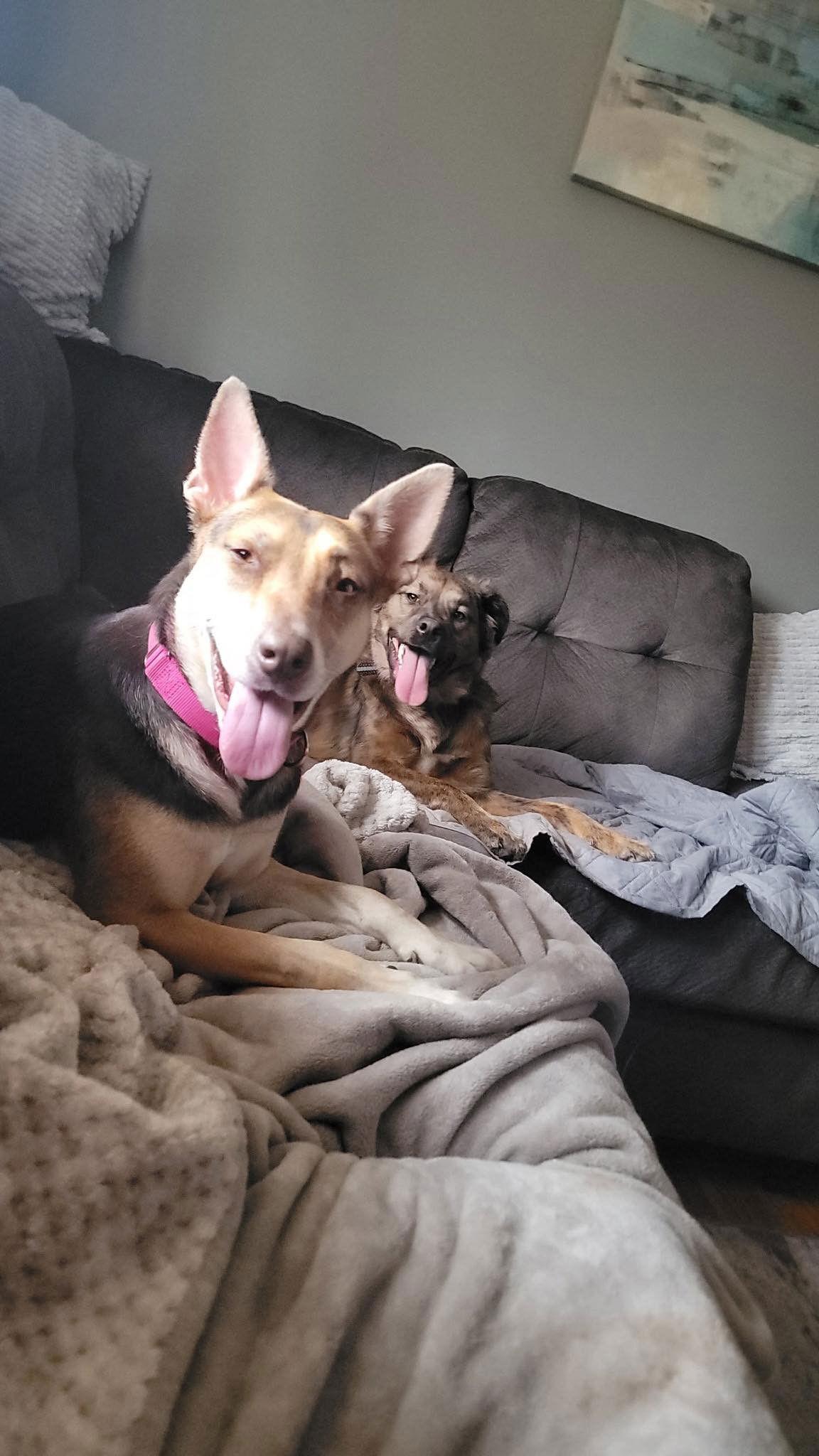 Camilla, Adopted, Young Female Hound & German Shepherd Dog.