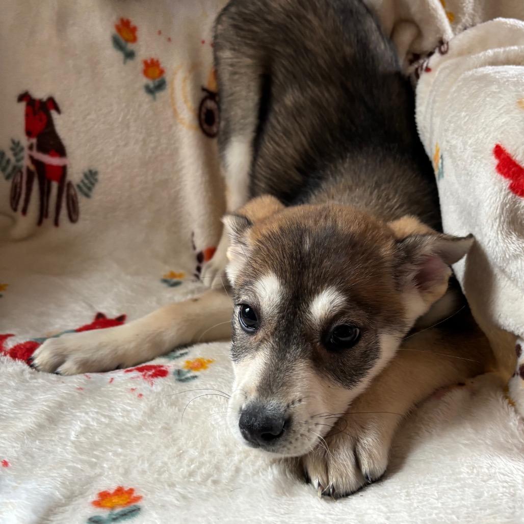 Boba, Adoptable, Puppy Female Shepherd & Husky.