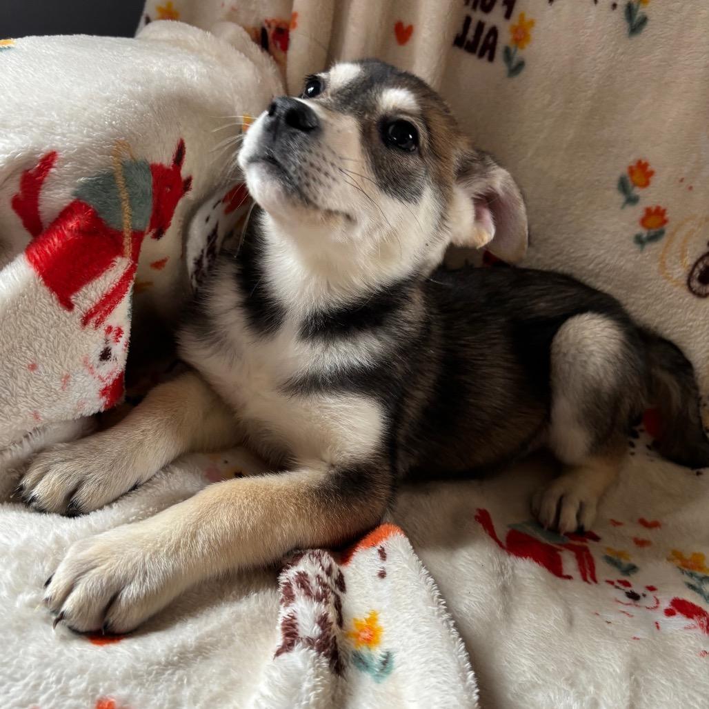 Enlarge Boba, a Adoptable mixed breed in Edwards, IL image 3/3