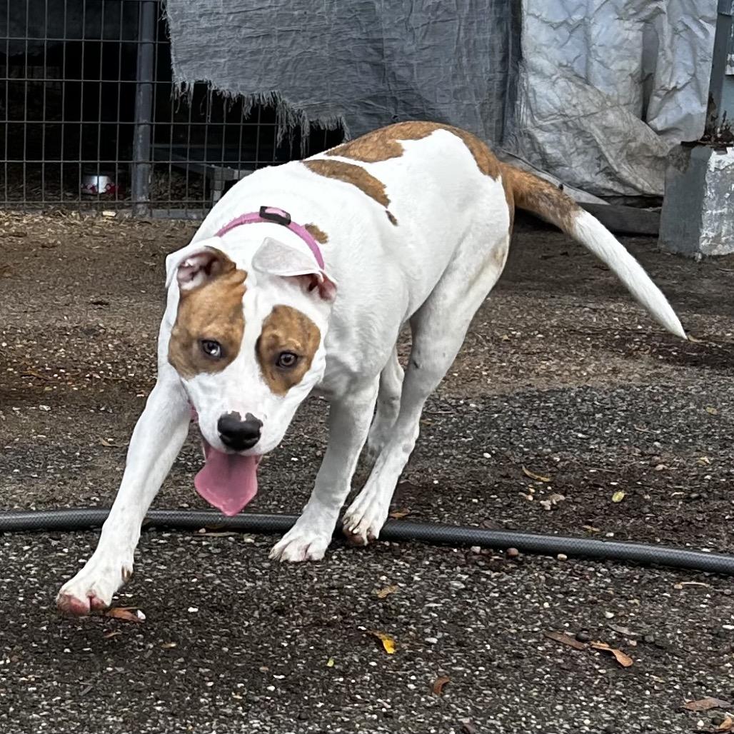 Enlarge Lulu, a Adoptable Pit Bull Terrier in Eufaula, AL image 1/2