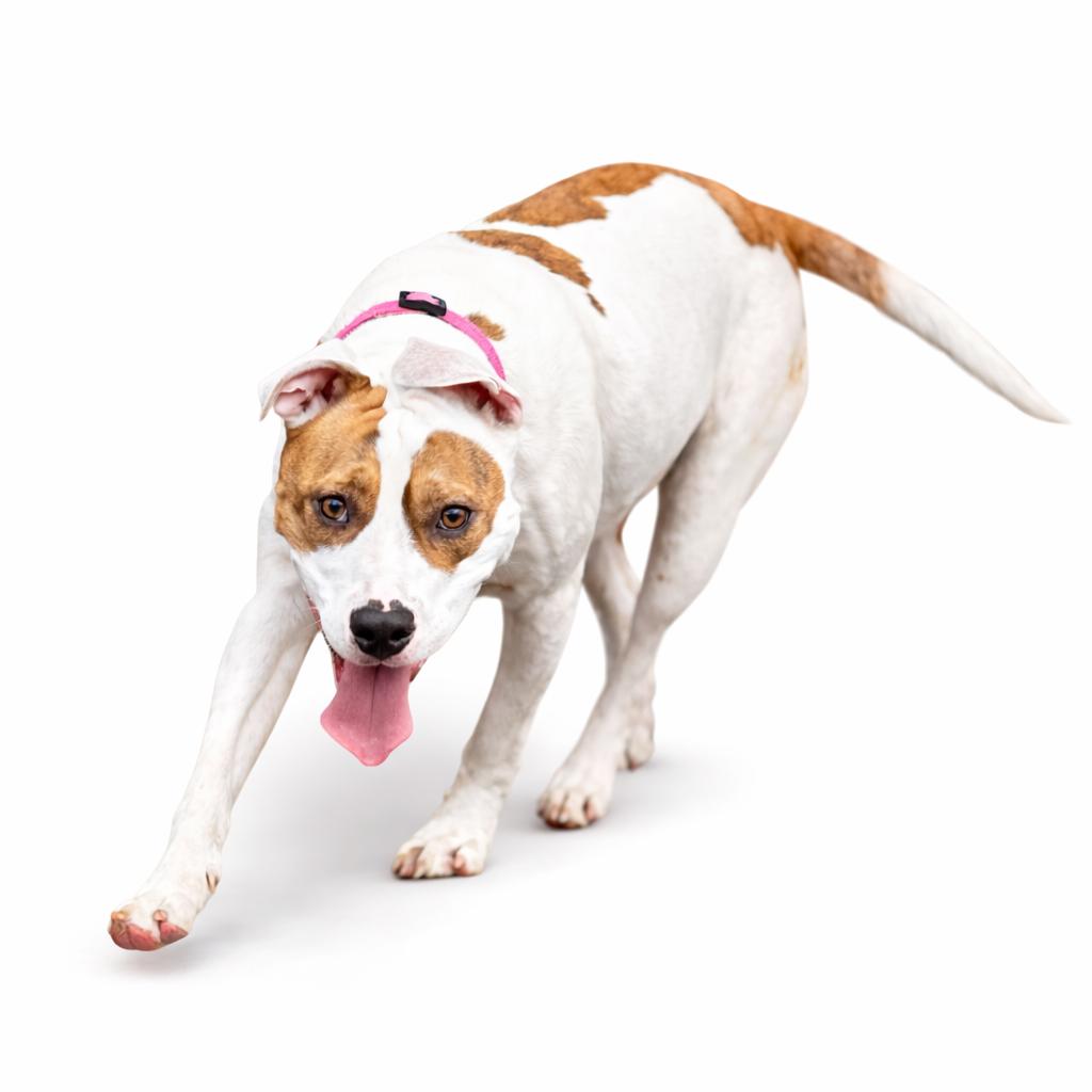Enlarge Lulu, a Adoptable Pit Bull Terrier in Eufaula, AL image 2/2