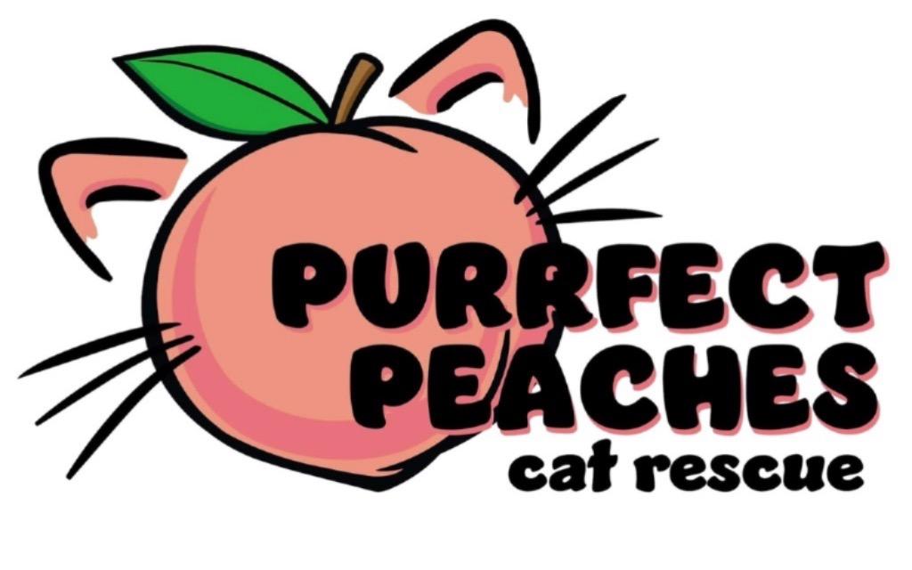 Kylie, Adoptable, Young Female Bombay & Domestic Short Hair.