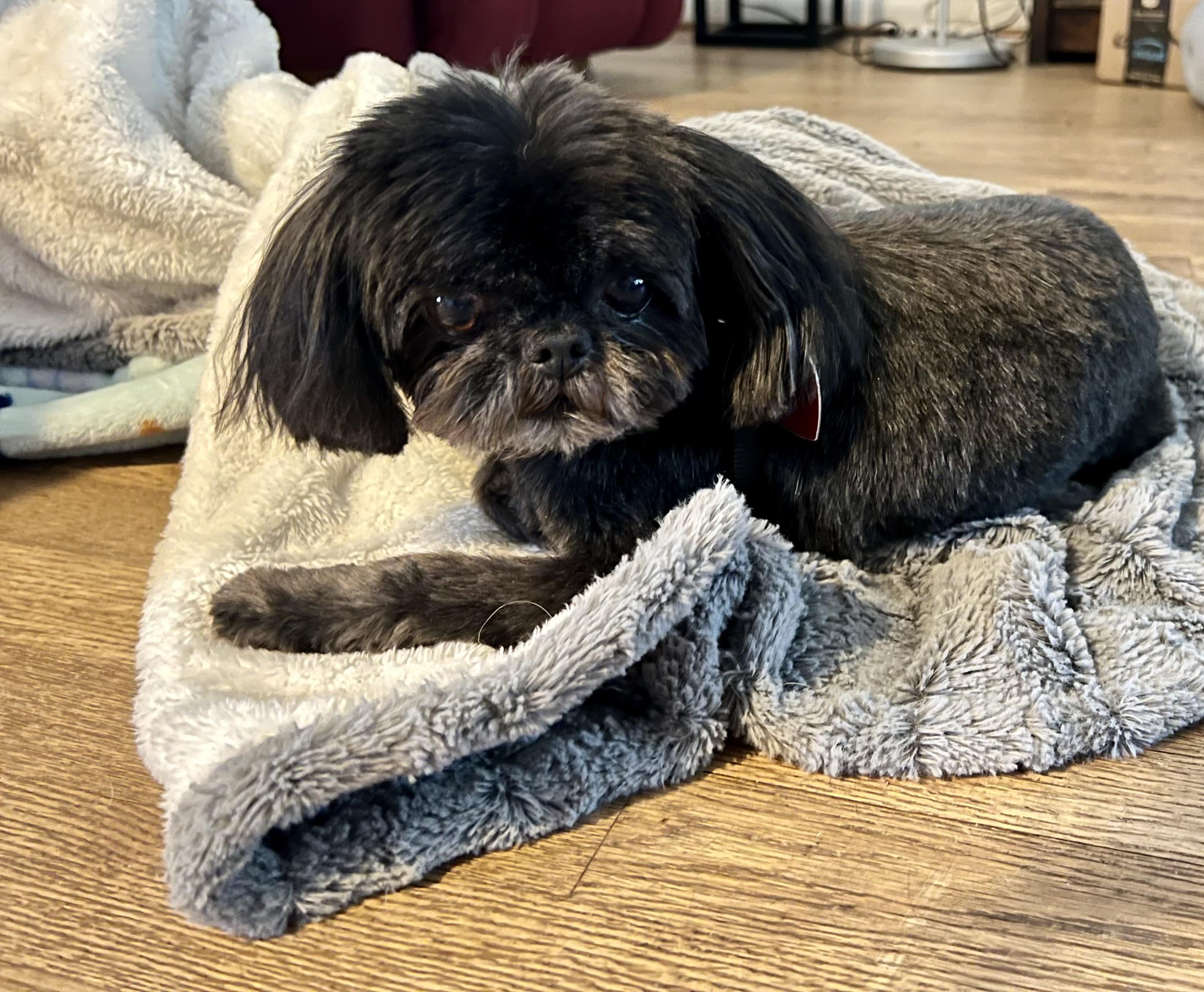 Ember , a ADOPTABLE Shih Tzu in Jacksonville, NC image 2/4