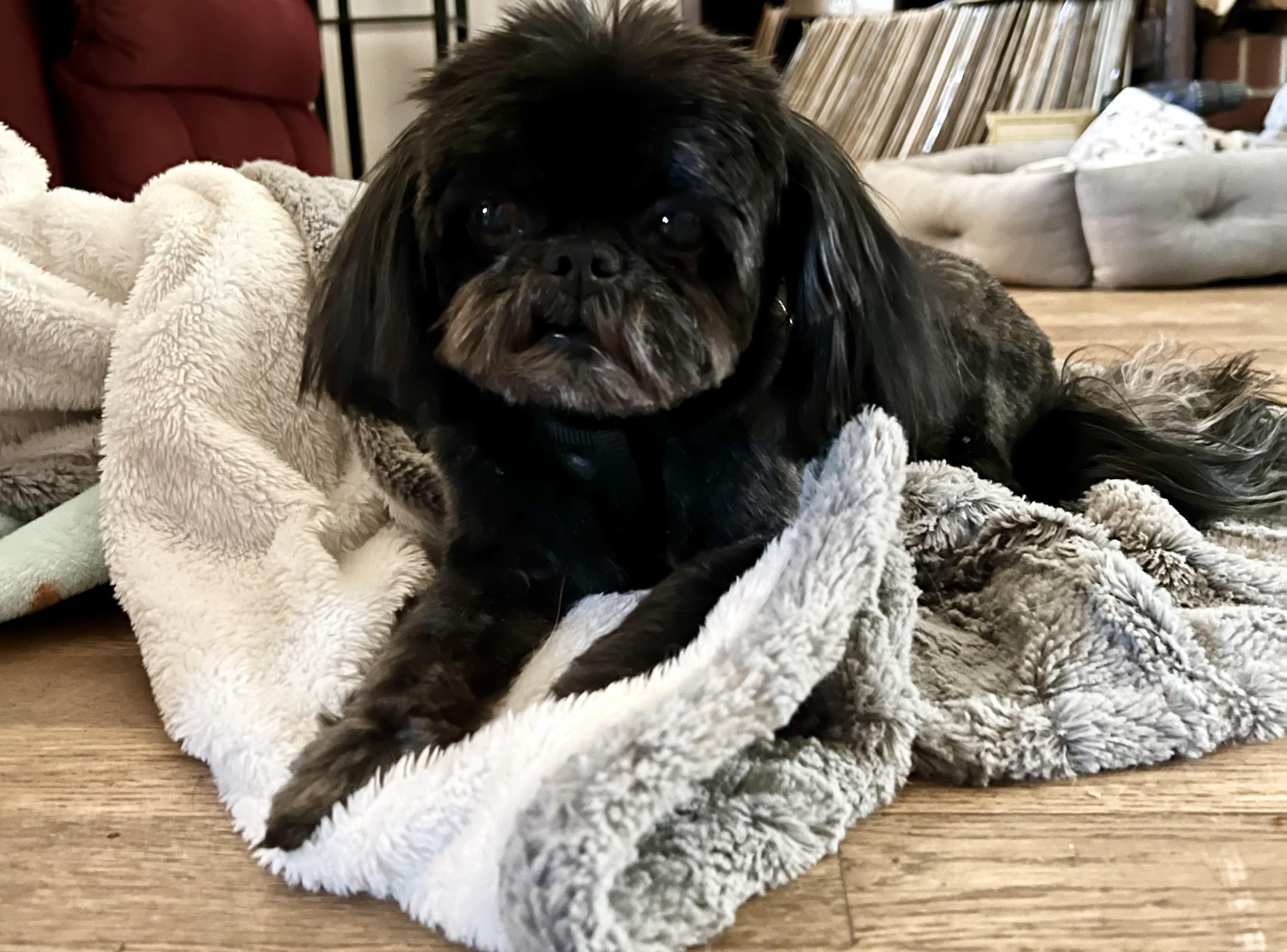 Ember , ADOPTABLE, Adult Female Shih Tzu.