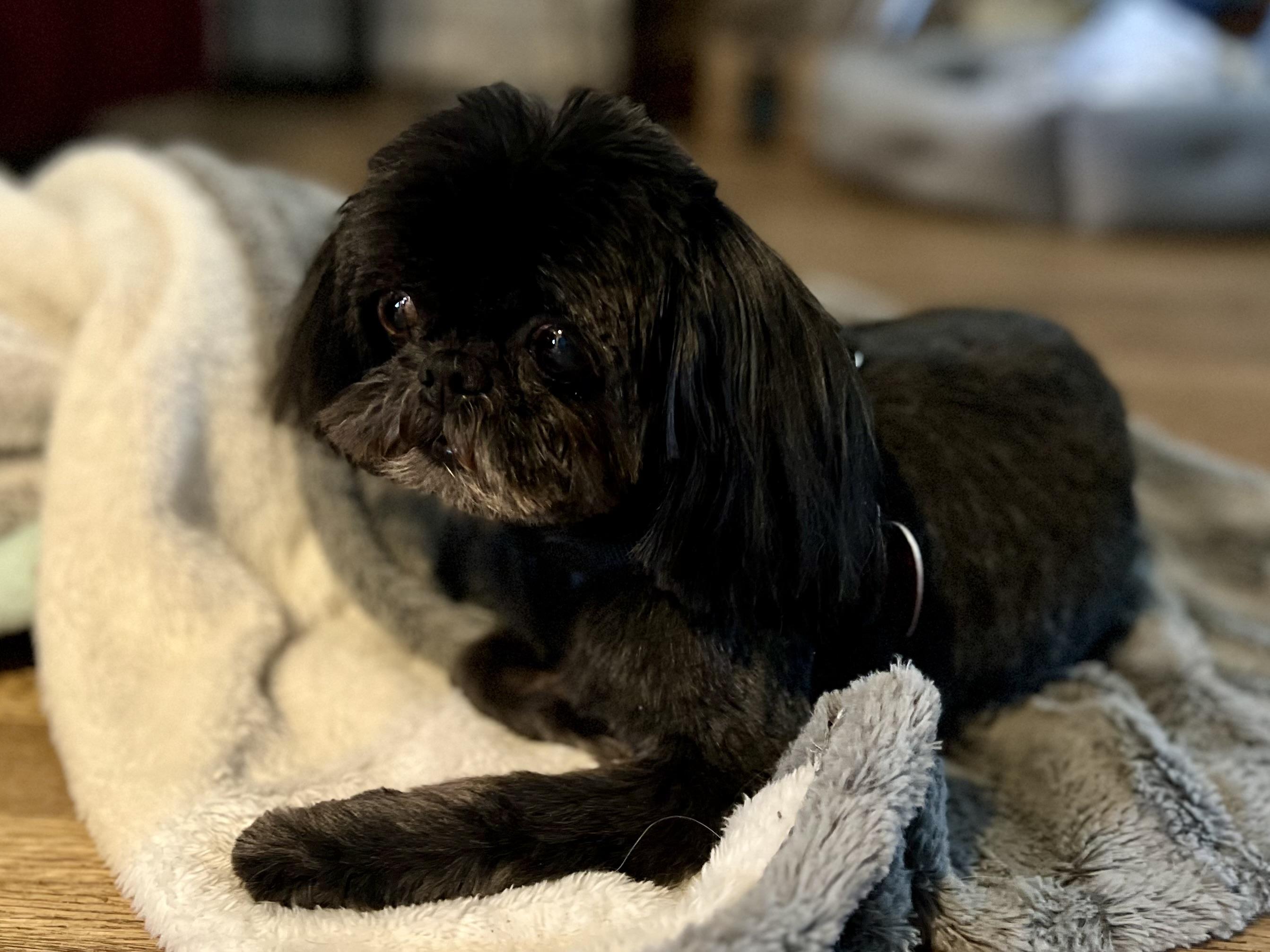 Ember , a ADOPTABLE Shih Tzu in Jacksonville, NC image 3/4