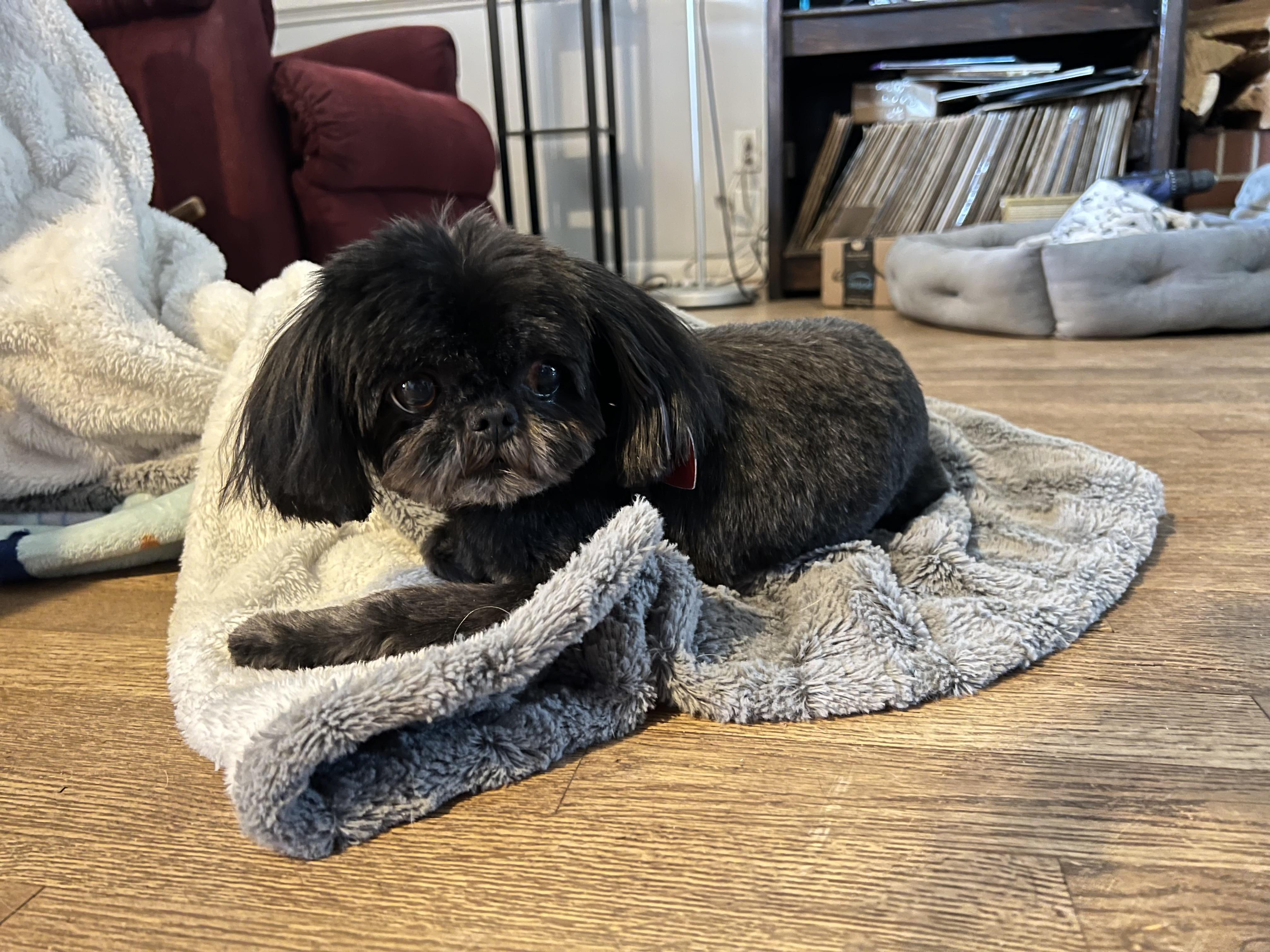 Ember , a ADOPTABLE Shih Tzu in Jacksonville, NC image 4/4