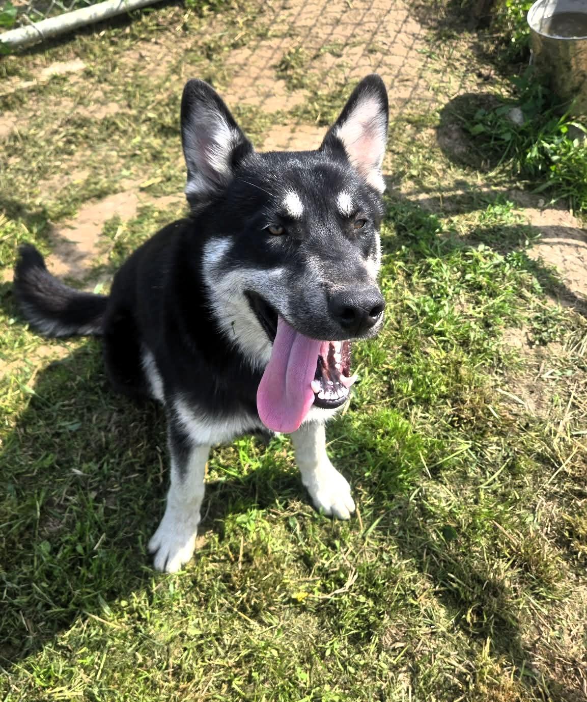 Dakota, ADOPTABLE, Adult Male Husky.
