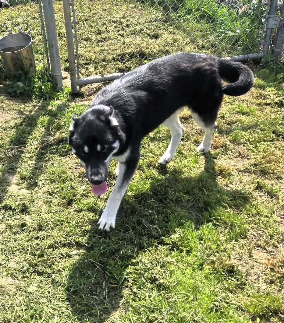 Enlarge Dakota, a ADOPTABLE Husky in Windsor, MO image 4/4