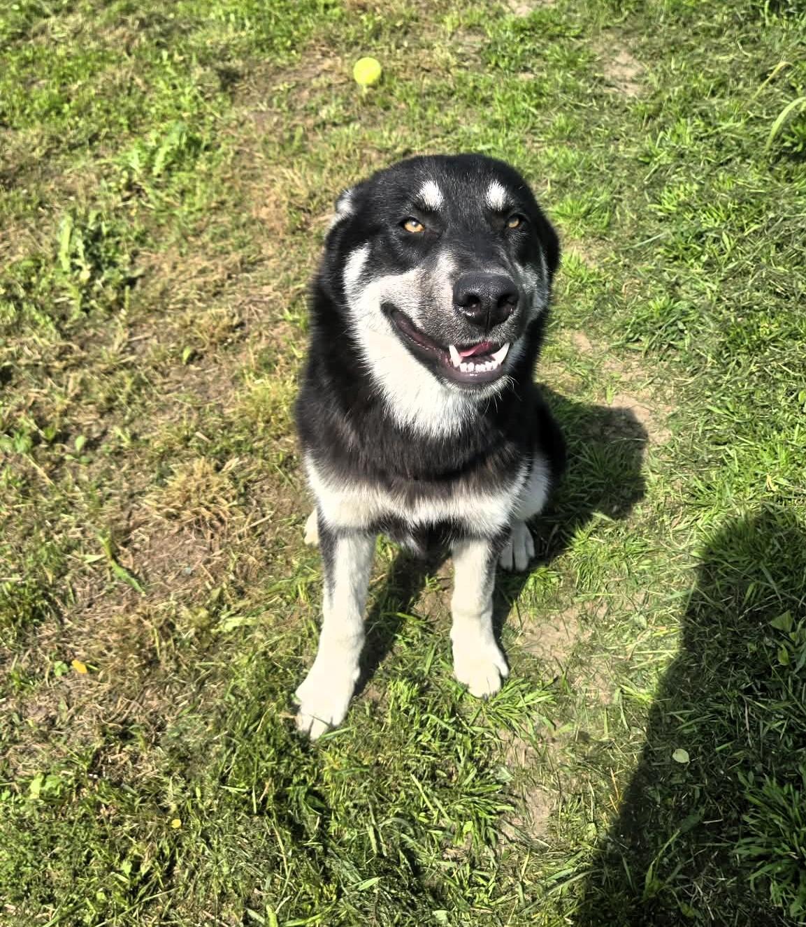 Enlarge Dakota, a ADOPTABLE Husky in Windsor, MO image 2/4