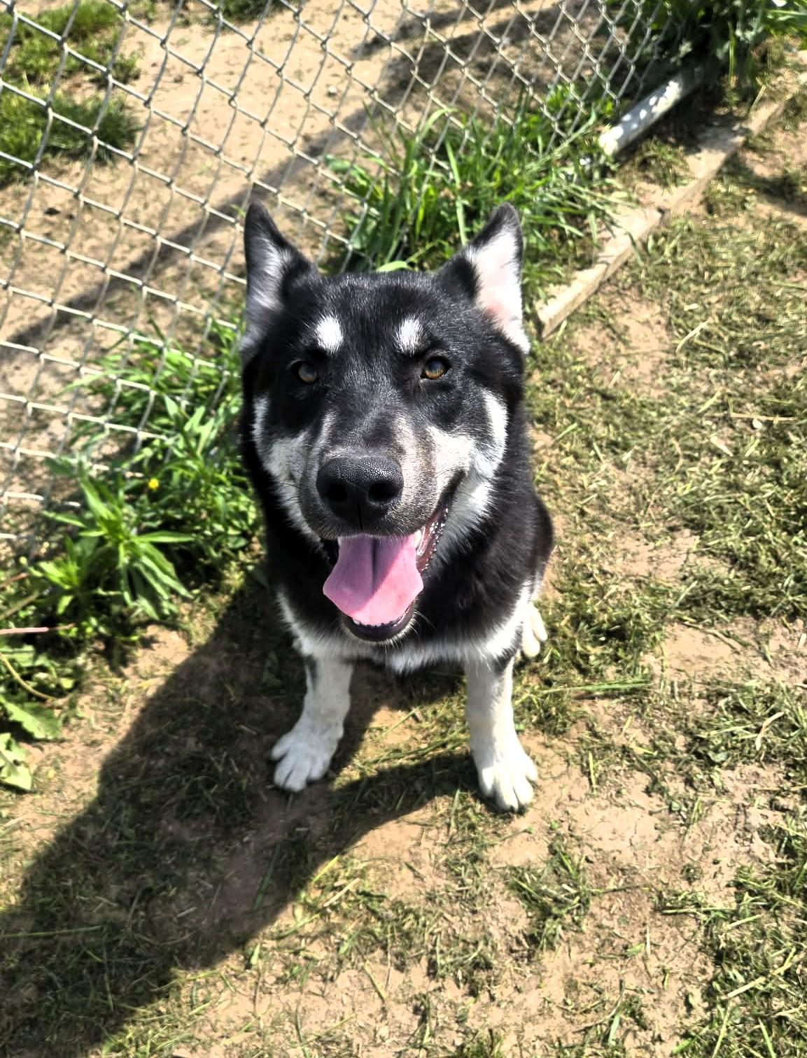Enlarge Dakota, a ADOPTABLE Husky in Windsor, MO image 3/4