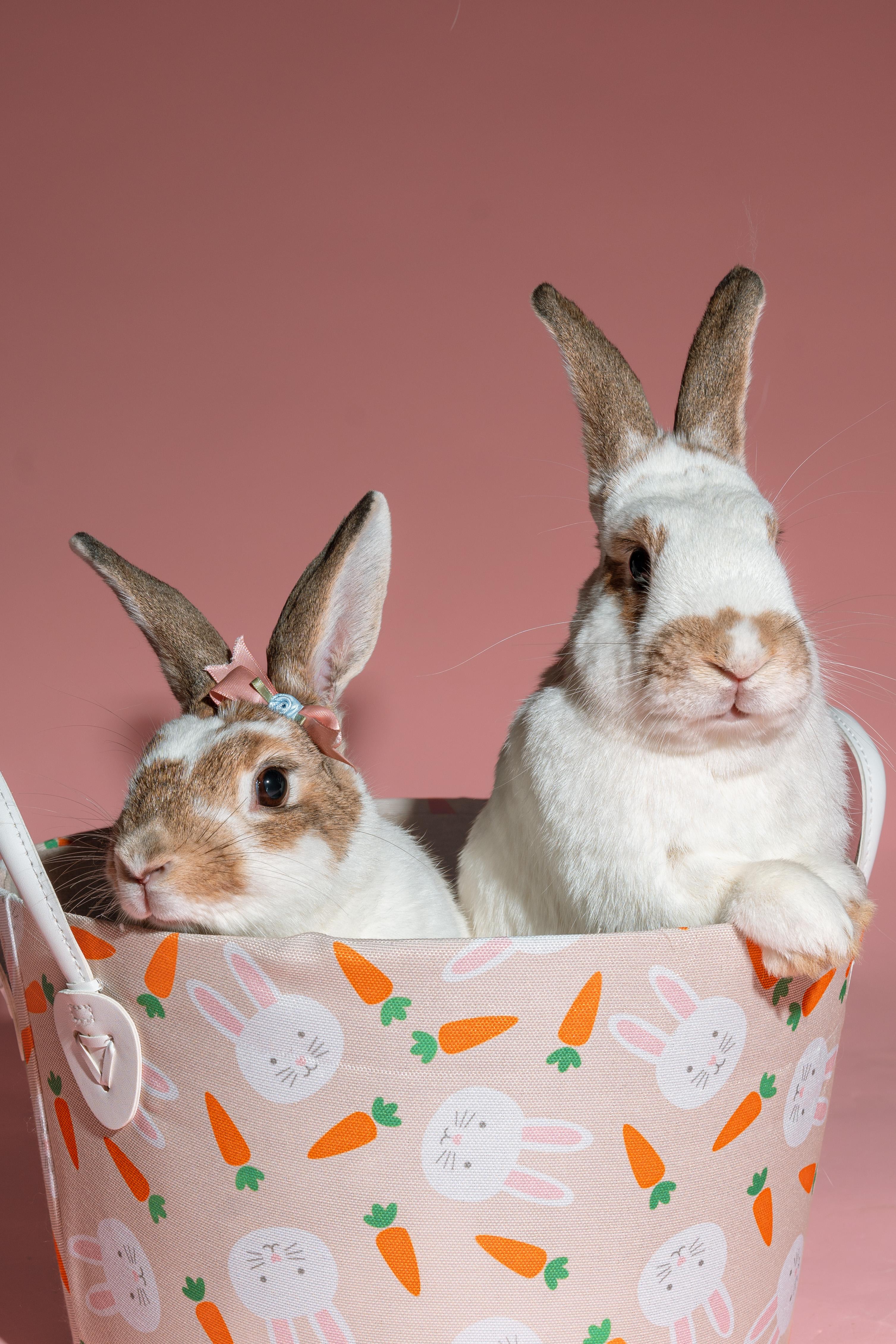 Ivy (bonded to Bean), a Adoptable mixed breed in Columbia, MD image 1/8