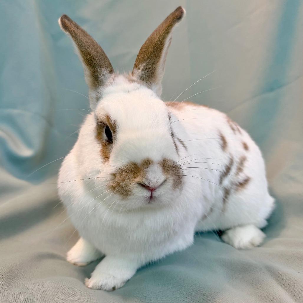 Enlarge Ivy (bonded to Bean), a Adoptable mixed breed in Columbia, MD image 4/6