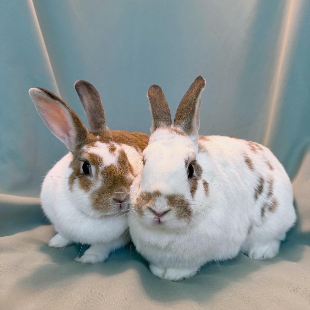 Enlarge Ivy (bonded to Bean), a Adoptable mixed breed in Columbia, MD image 1/6