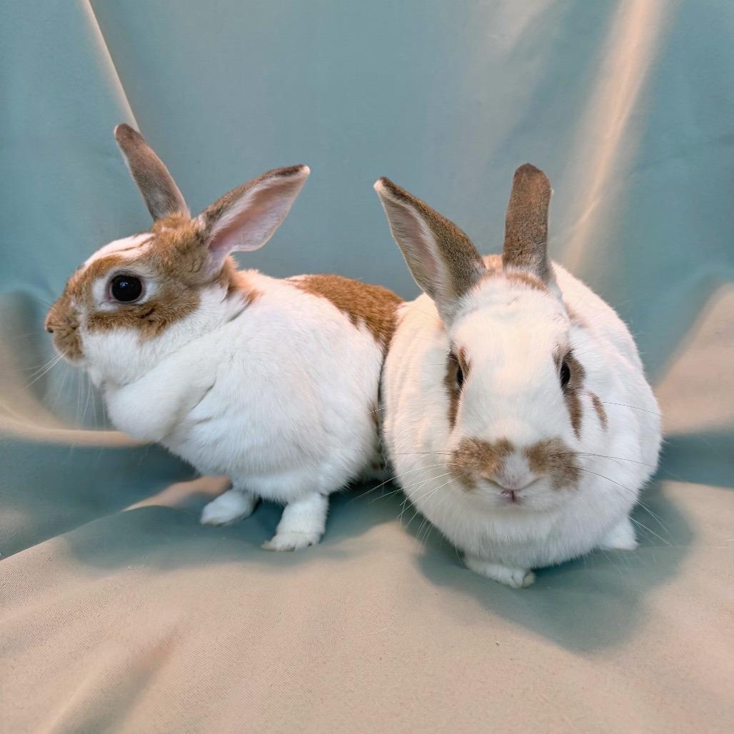 Enlarge Ivy (bonded to Bean), a Adoptable mixed breed in Columbia, MD image 6/6
