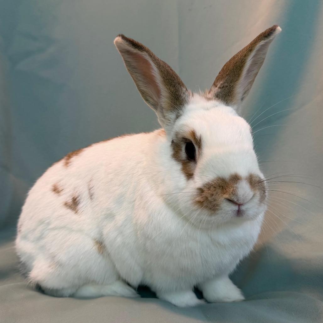 Enlarge Ivy (bonded to Bean), a Adoptable mixed breed in Columbia, MD image 2/6
