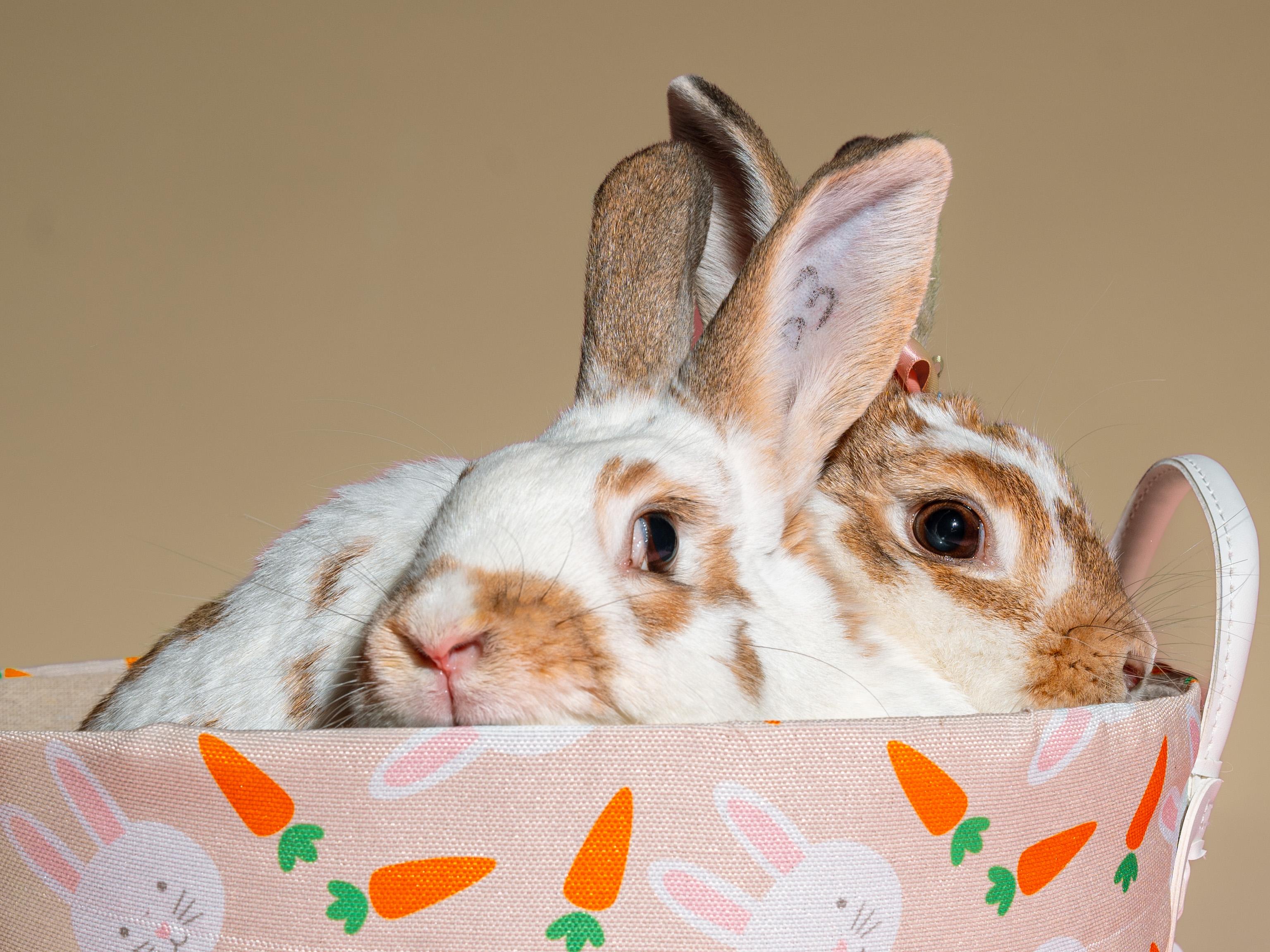 Ivy (bonded to Bean), a Adoptable mixed breed in Columbia, MD image 4/8