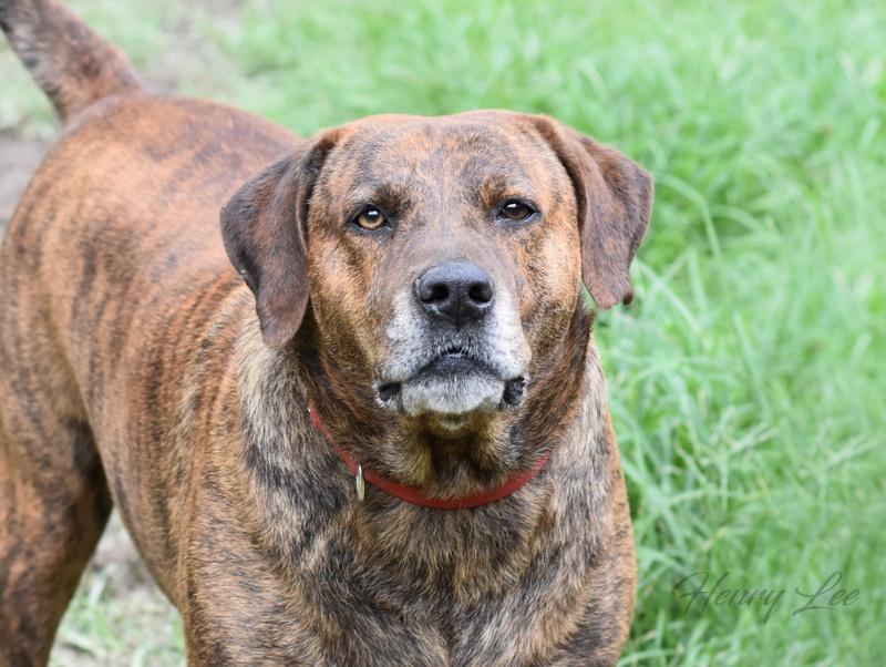 Henry Lee thumbnail 2